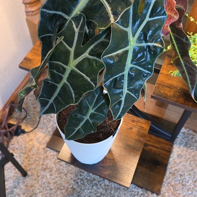 Photo of the plant species Elephant Ear by @LegendaryTipa named Plato on Greg, the plant care app