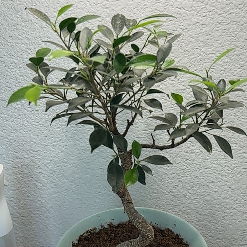 Photo of the plant species Golden Gate Ficus by @SlickChosmo66 named Nova Genesis on Greg, the plant care app
