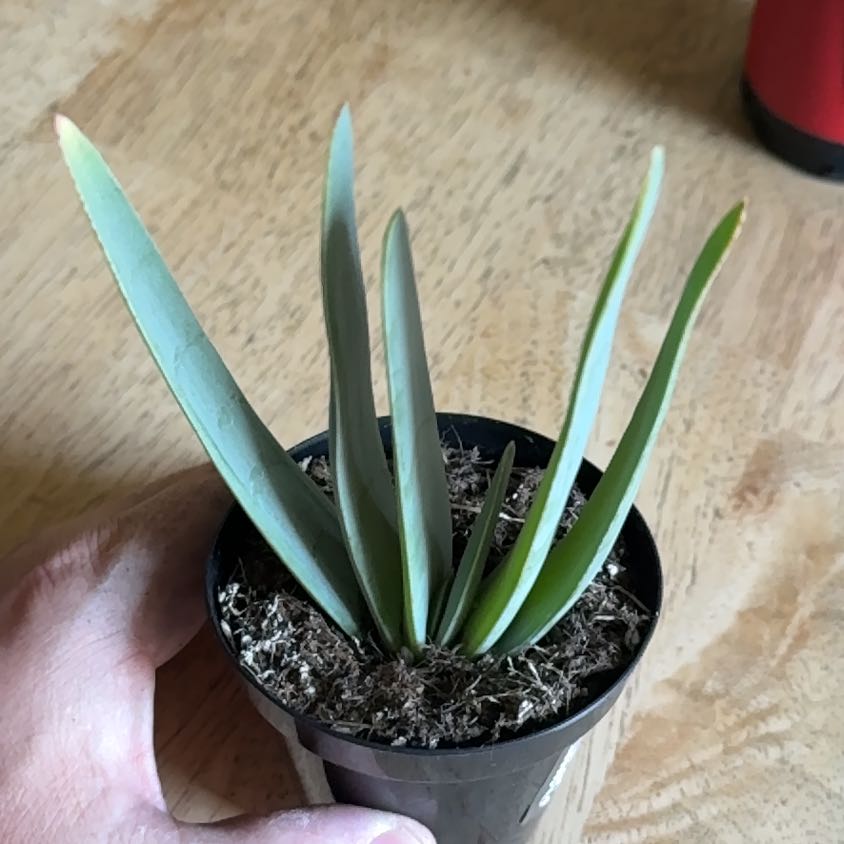 Photo of the plant species Fan Aloe by @HonestMyagrum12 named Sproutacus on Greg, the plant care app