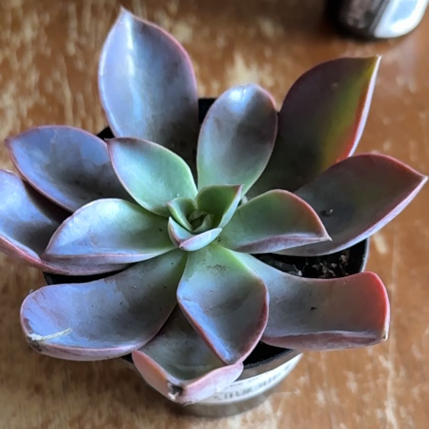 Photo of the plant species Graptoveria 'Jules' by @HonestMyagrum12 named Dolores on Greg, the plant care app
