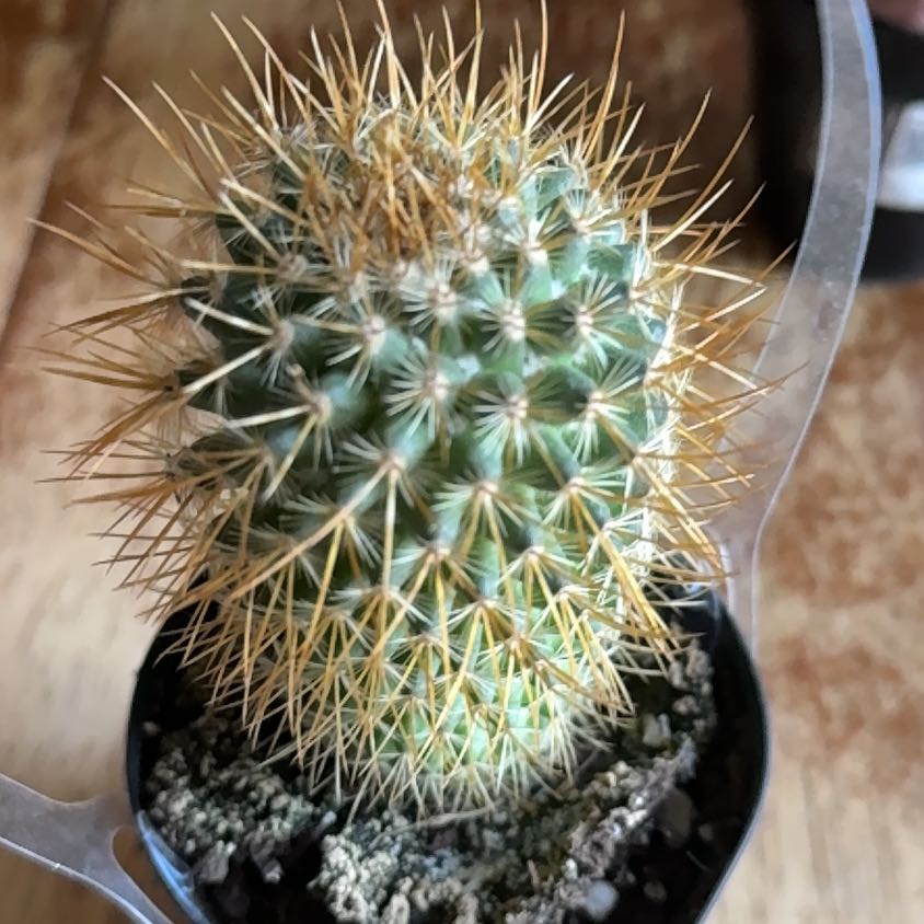 Photo of the plant species Mammillaria pringlei by @HonestMyagrum12 named Foxxy on Greg, the plant care app