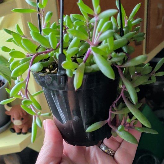 Photo of the plant species ruby necklace by @GemTukauki22 named Sigmund on Greg, the plant care app