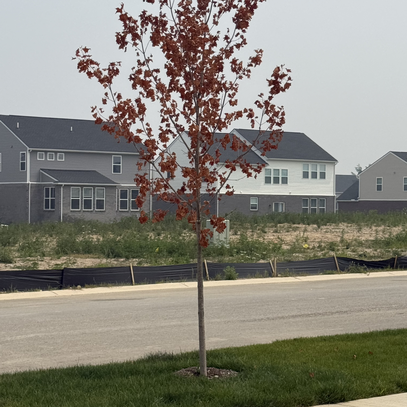 Photo of the plant species Bodhi Tree by @BigtimePuka67 named Terra on Greg, the plant care app