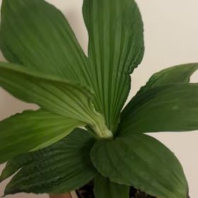 Photo of the plant species European White Hellebore by @FabEggplant12 named Sage on Greg, the plant care app