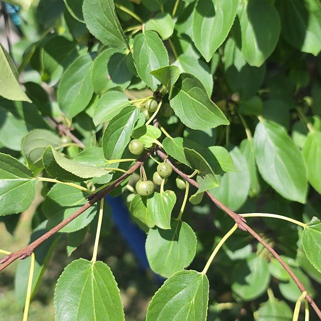 Photo of the plant species Common Buckthorn by @PetiteKawaka61 named Terra on Greg, the plant care app