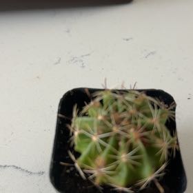 Photo of the plant species Miniature Barrel Cactus by @BossKale15 named Planty on Greg, the plant care app