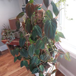 Philodendron Micans plant in Mishawaka, Indiana