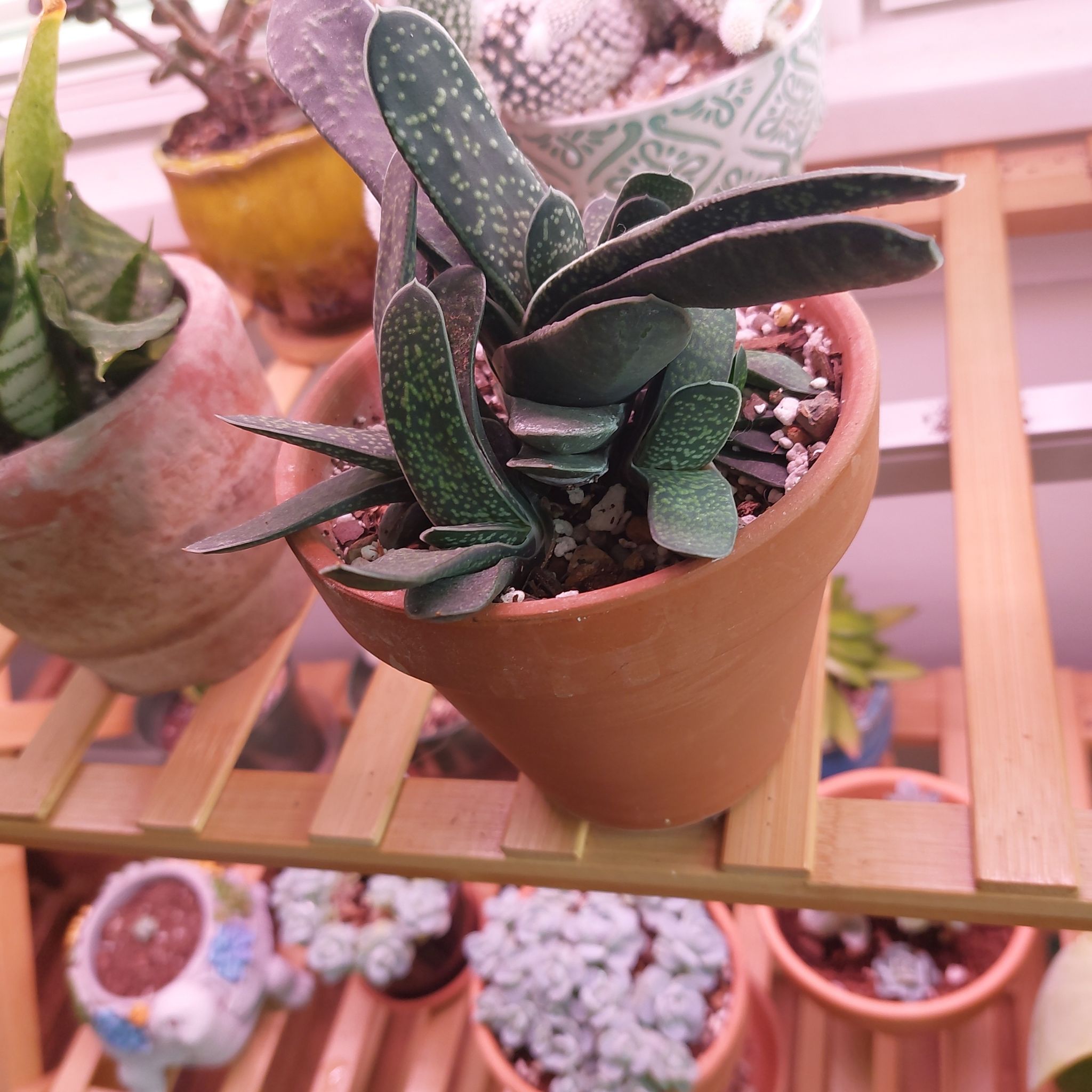 Photo of the plant species Green Dragon Gasteria by @Stall54Jo named Dax on Greg, the plant care app