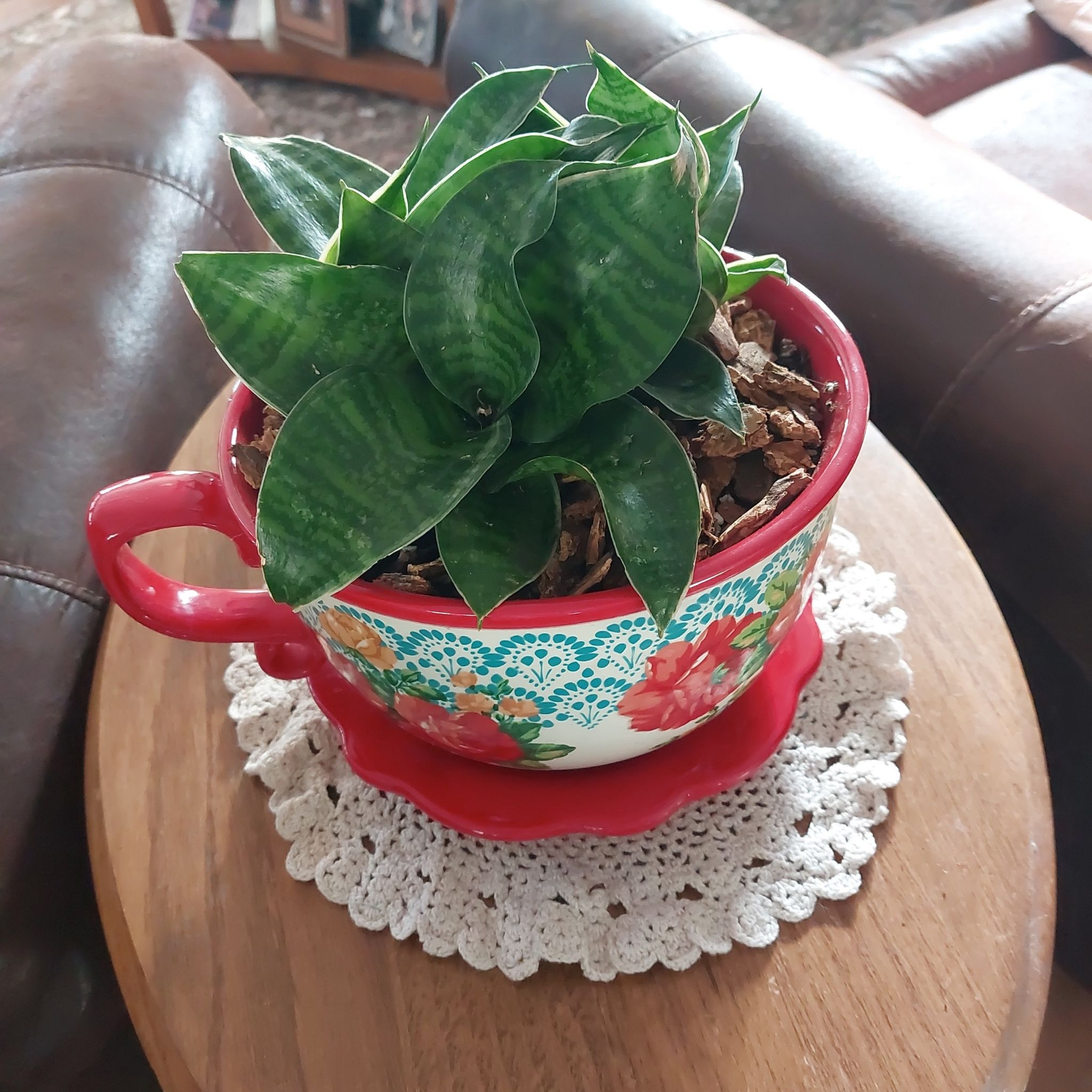 Photo of the plant species Silver Snake Plant by @Stall54Jo named Daxi on Greg, the plant care app