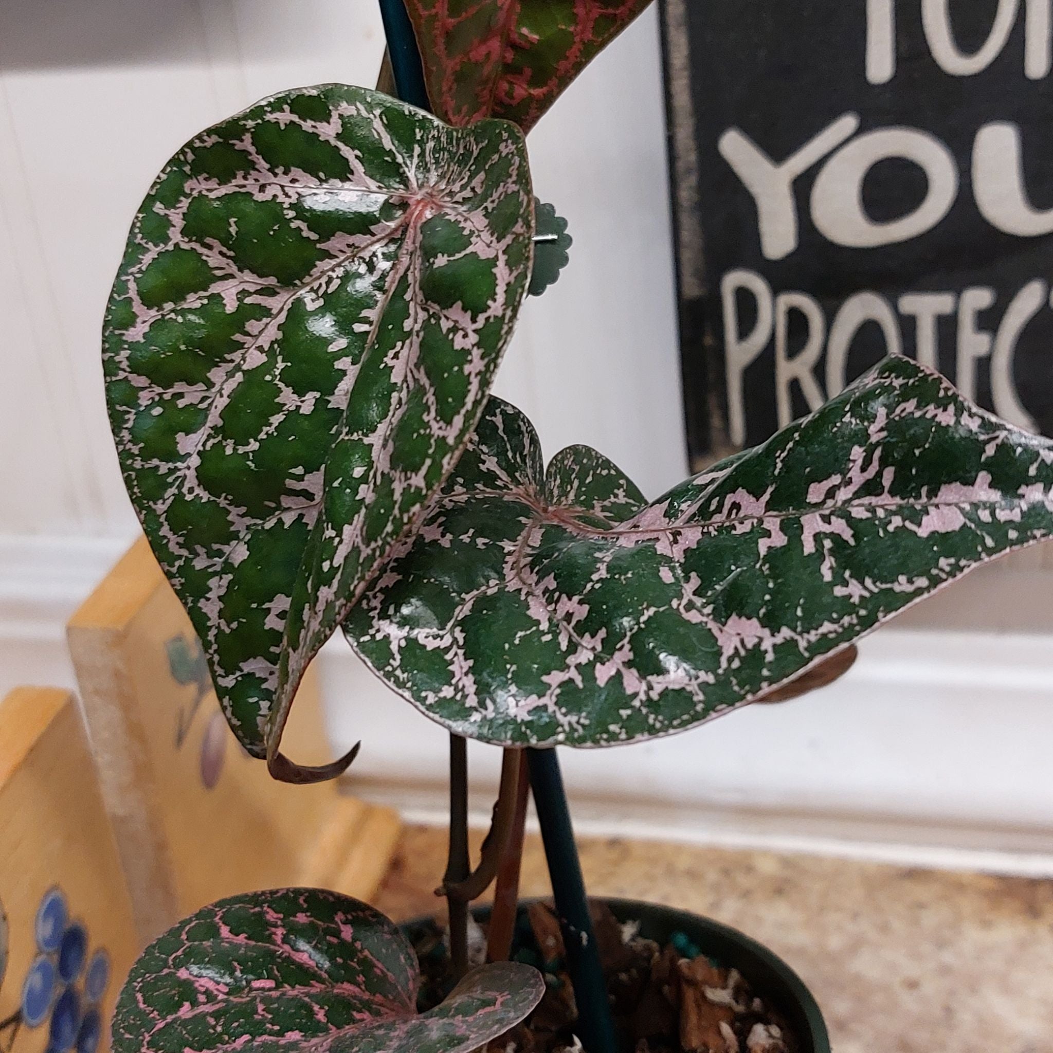 Piper Crocatum  "Piper"