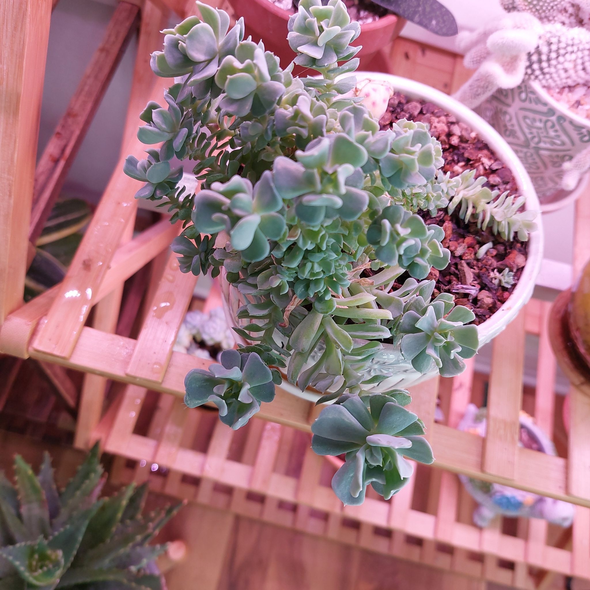 Flora