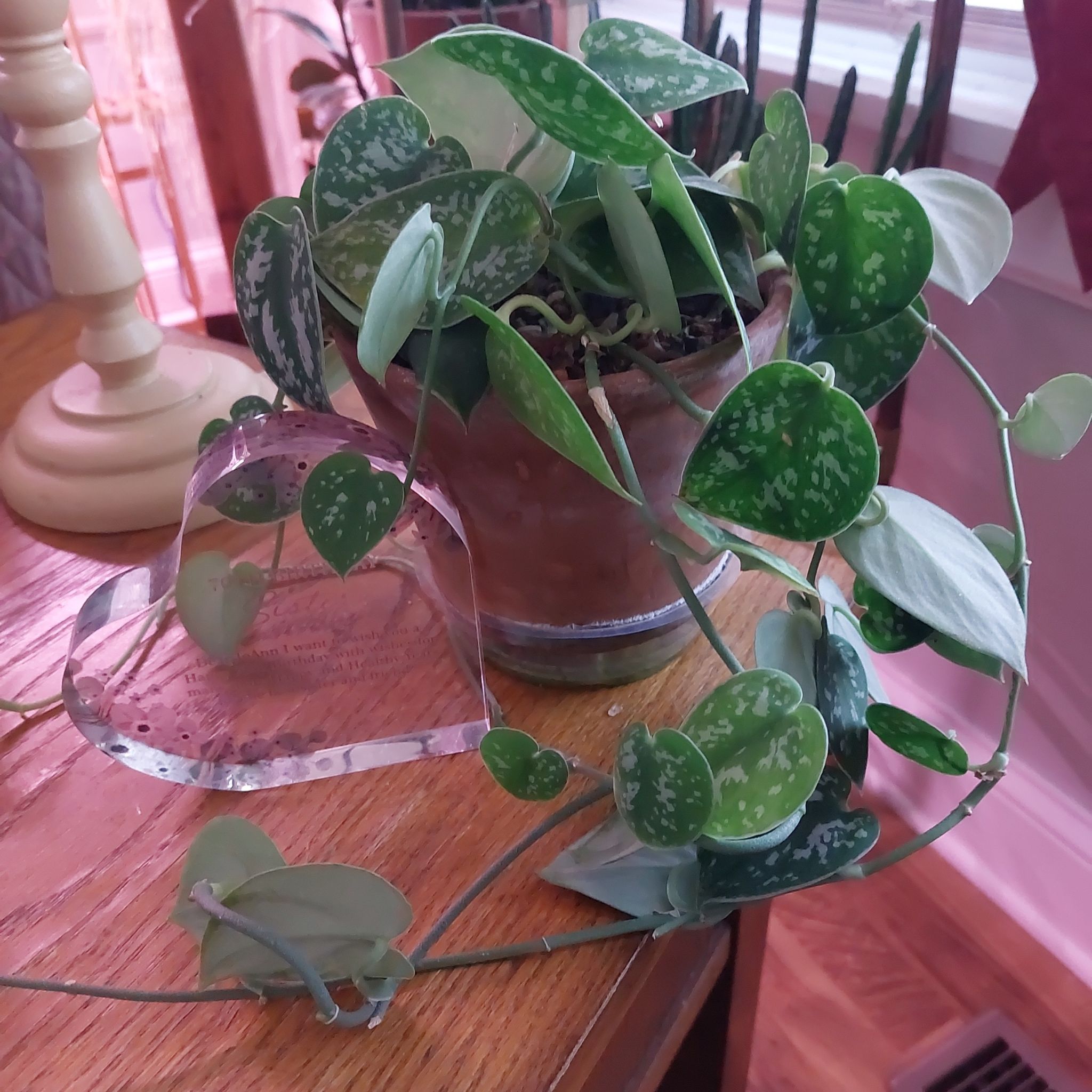 Photo of the plant species Scindapsus silver queen by @Stall54Jo named Syndi on Greg, the plant care app