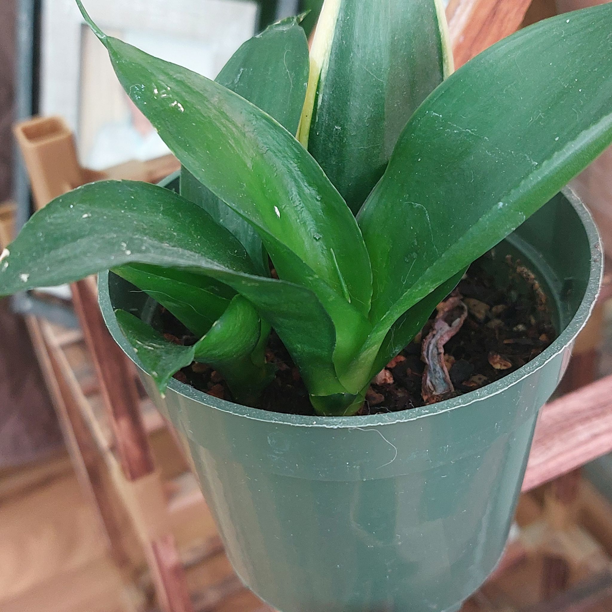 Plant care for Snake Plant on Greg, the plant care app