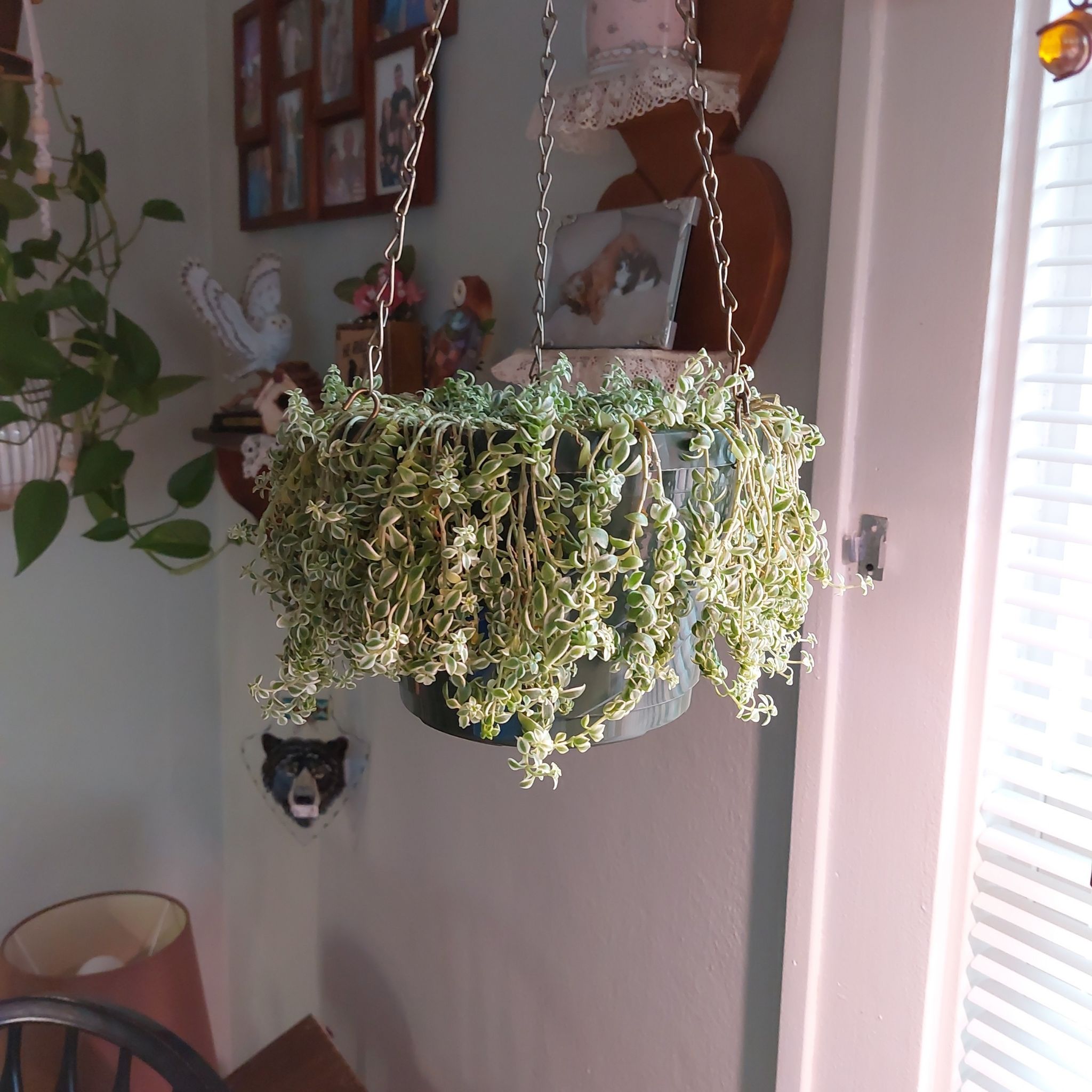 Hanging pot with Sedum 'Little Missy' plant, variegated leaves, indoor setting.