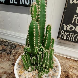 Fairy Castle Cactus plant in Mishawaka, Indiana