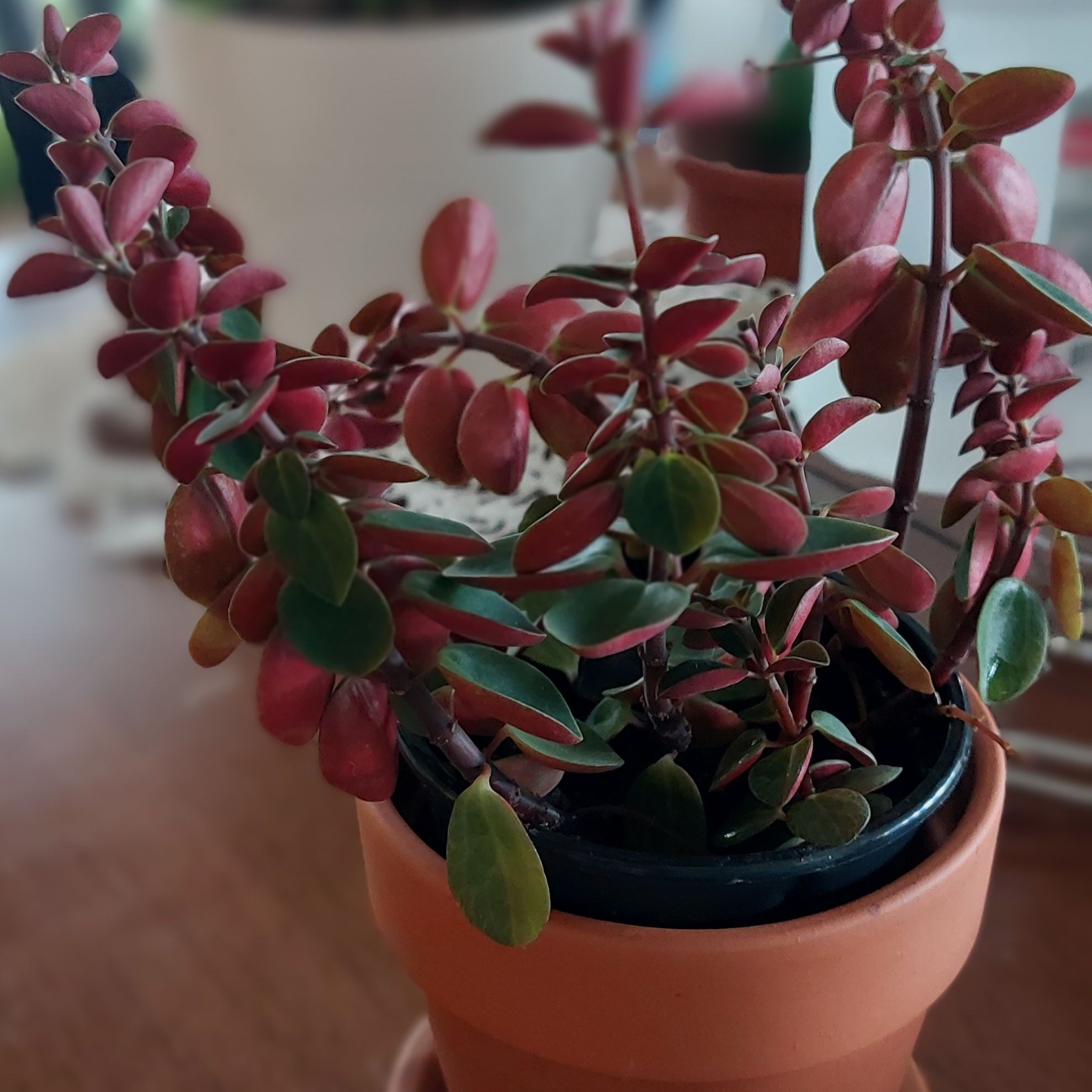 Peperomia Red Log plant in a terracotta pot with vibrant red and green leaves.