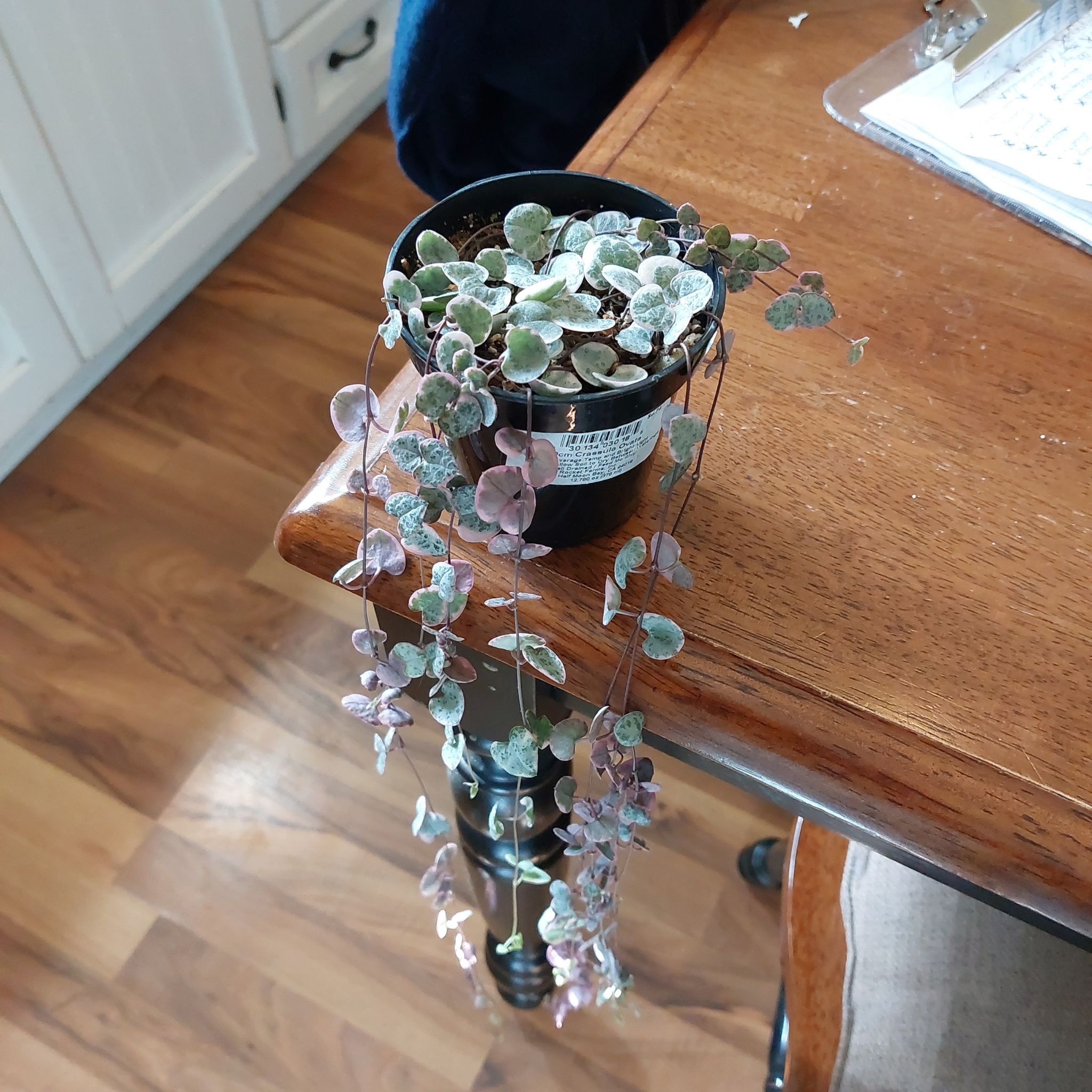 Variegated string of hearts plant in a small pot on a wooden table.