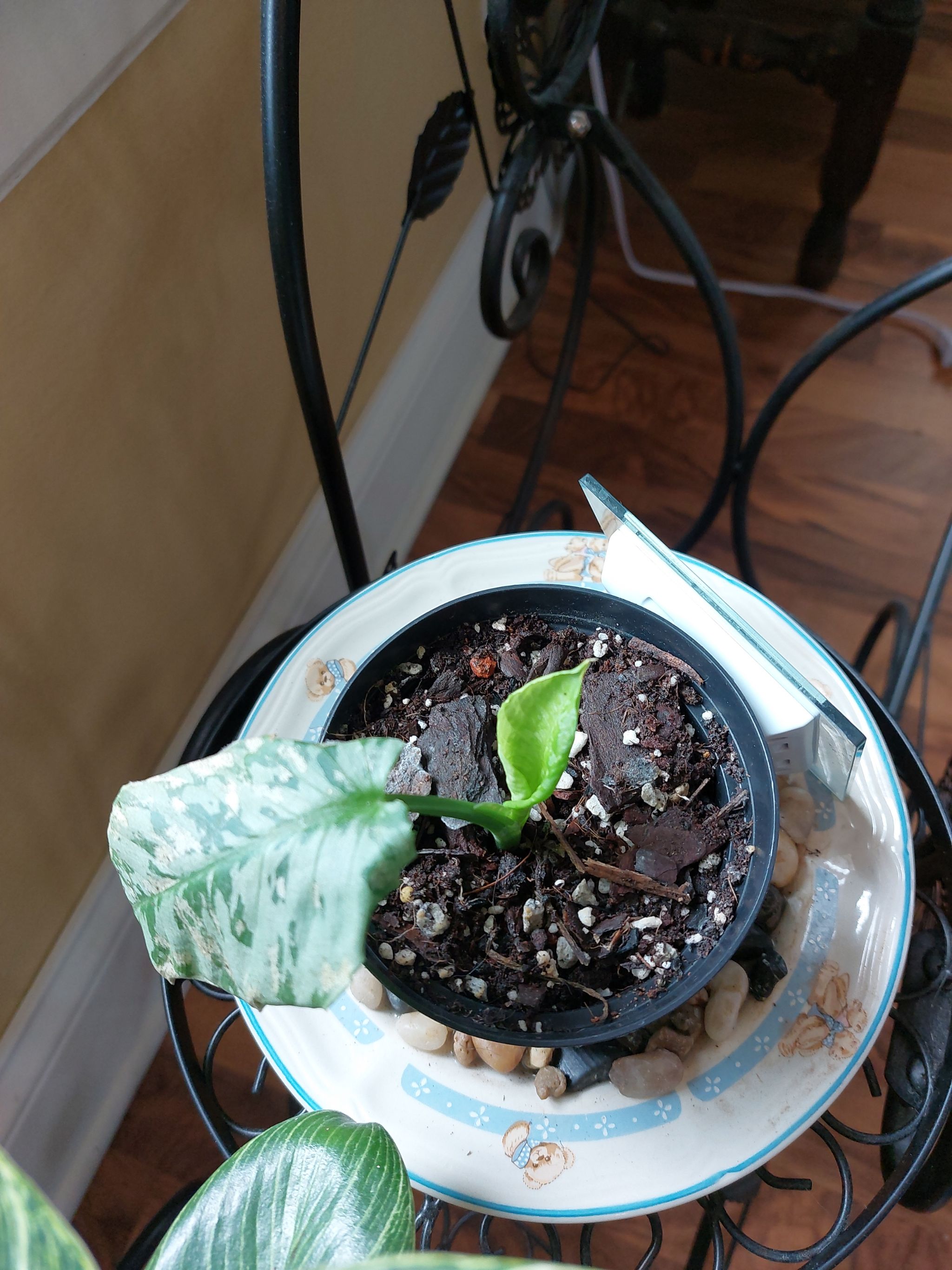 Photo from the post