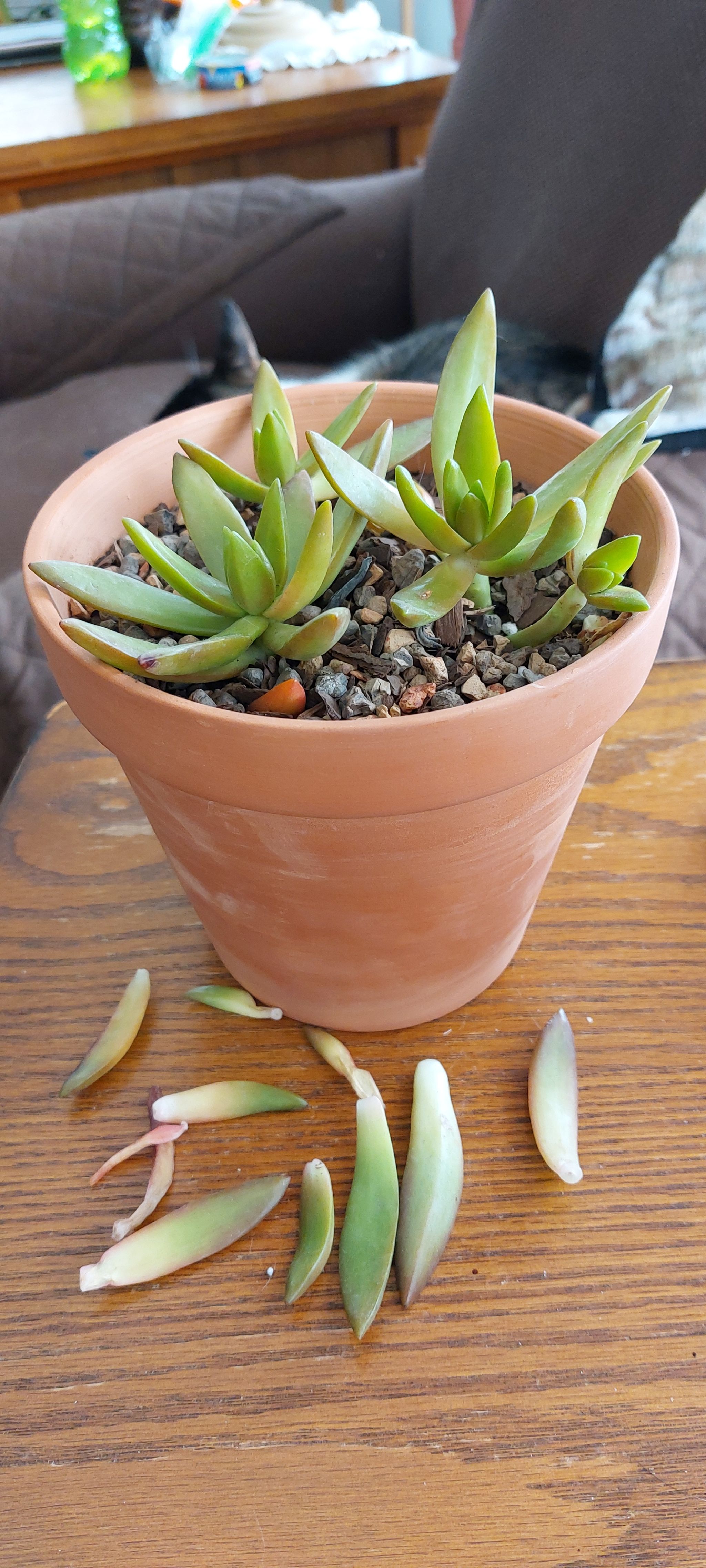 🔥 Why Are There Black Spots on My Sedum Firestorm Leaves?