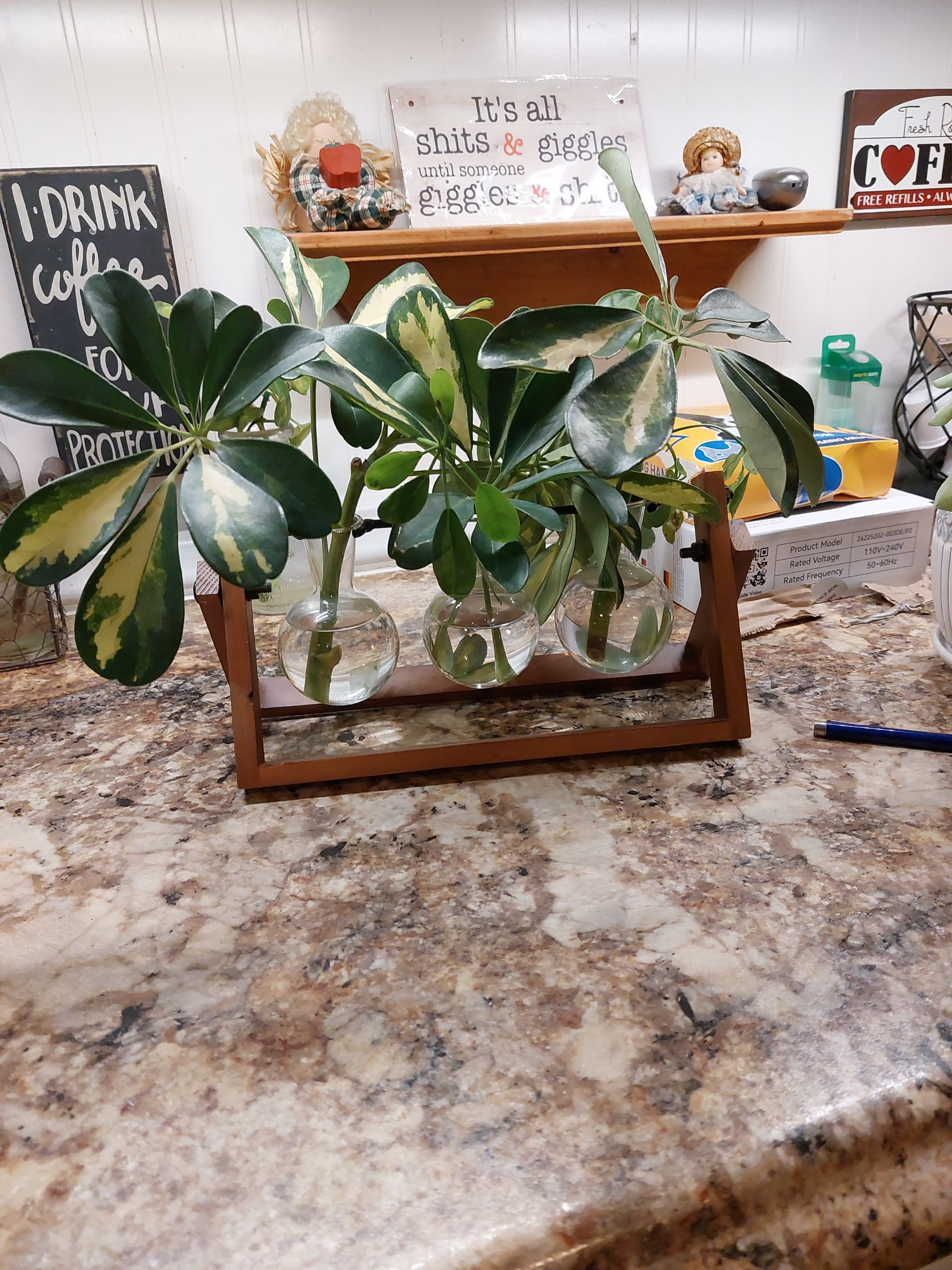 Propagating schefflera in water.