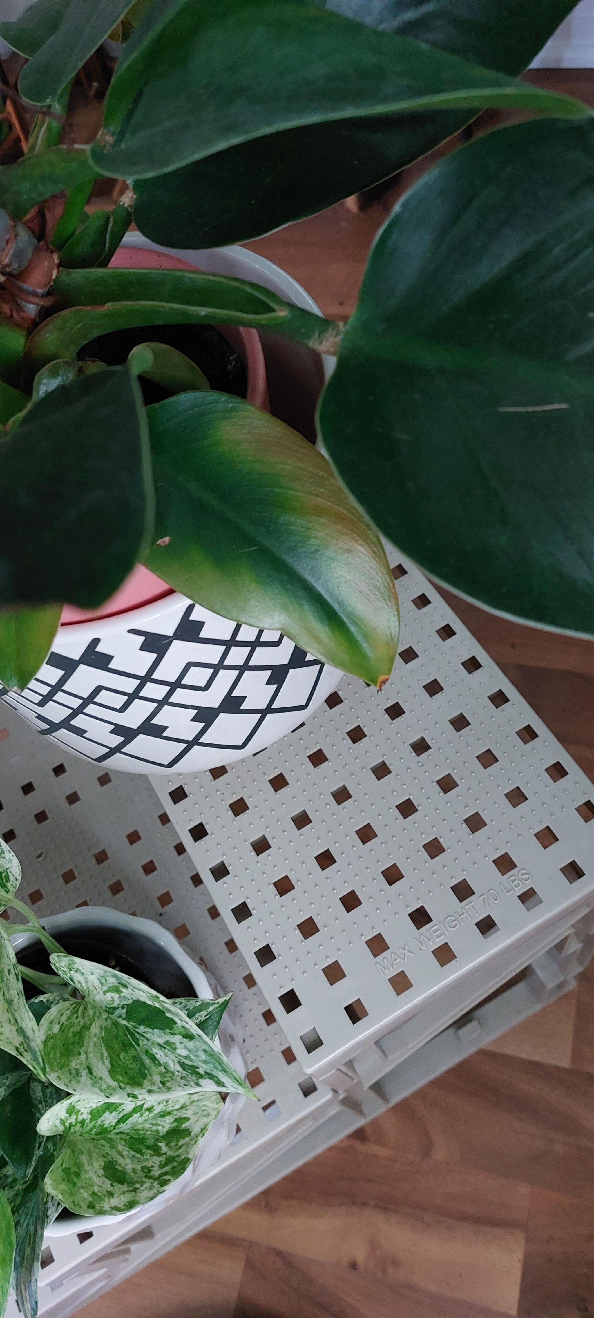 Photo from the post