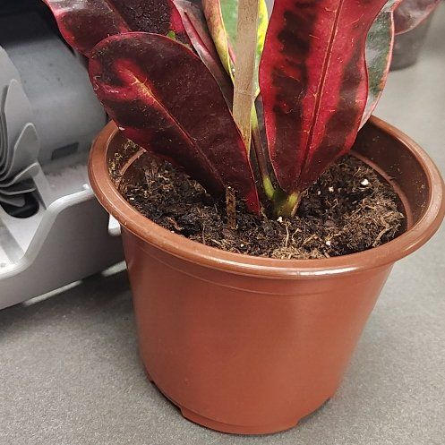 Photo of the plant species Mammy Croton by @ProMango18 named Denali on Greg, the plant care app