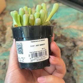 Photo of the plant species Baby Toes by @YesPinkruby32 named Baesil on Greg, the plant care app