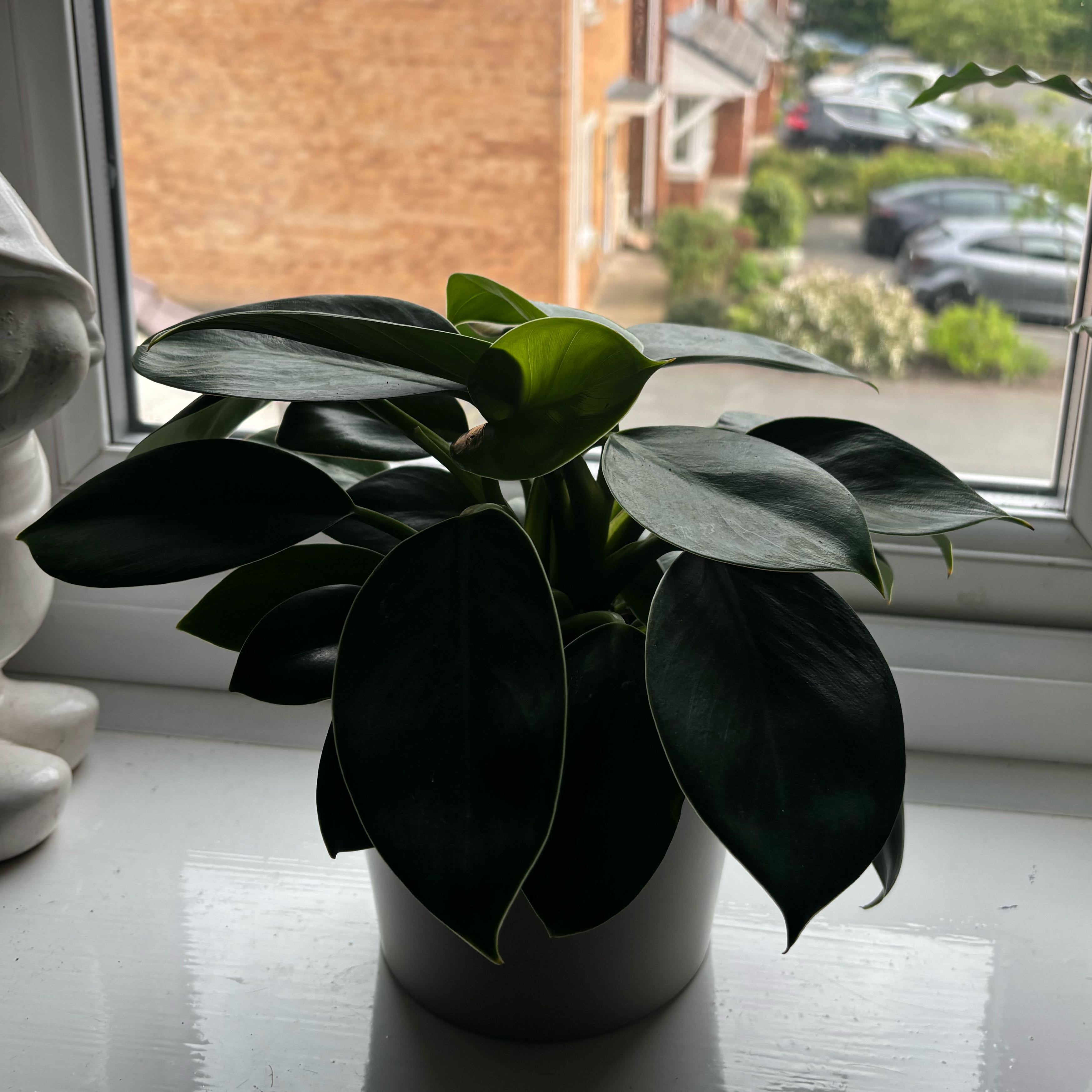 Photo of the plant species Green Princess by @TopLuscious16 named Chomp on Greg, the plant care app
