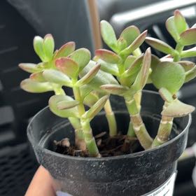 Huckleberry Fern