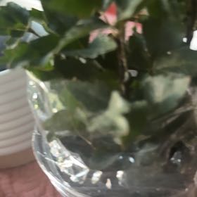 Photo of the plant species Exotic Angel by @PetMinikitty62 named Leonardo on Greg, the plant care app