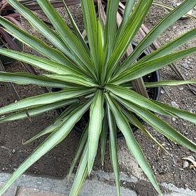 Photo of the plant species Aloe Yucca by @AceMyagrum4 named Kylie on Greg, the plant care app