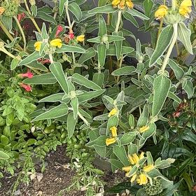 Photo of the plant species Jerusalem Sage by @AceMyagrum4 named Sproutacus on Greg, the plant care app