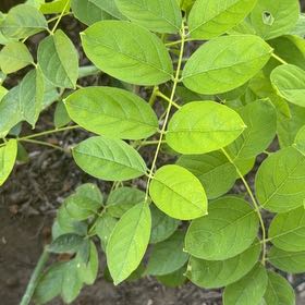 Photo of the plant species American Wisteria by @BoldSunstar69 named Harper on Greg, the plant care app