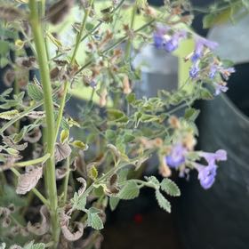 Photo of the plant species Lesser Calamint by @BoldSunstar69 named McKinley on Greg, the plant care app