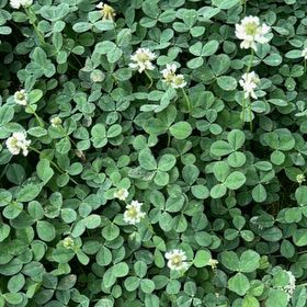 Photo of the plant species White Clover by @BoldSunstar69 named Sherlock on Greg, the plant care app
