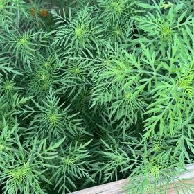 Photo of the plant species Roman Wormwood by @BoldSunstar69 named Messi on Greg, the plant care app