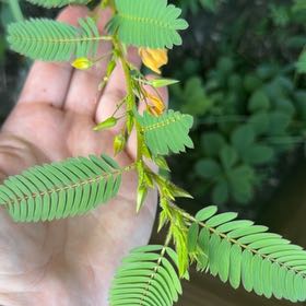 Photo of the plant species Showy Partridgepea by @BoldSunstar69 named Plato on Greg, the plant care app