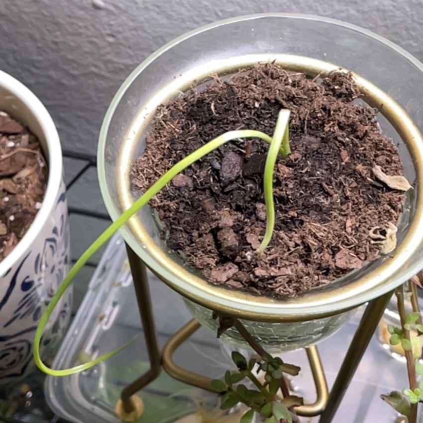 Photo of the plant species Garlic by @AstuteMarimo33 named Elina on Greg, the plant care app