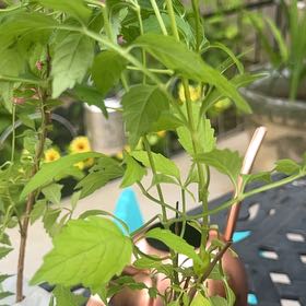 Photo of the plant species Hummingbird Vine by @CozyBonsai55 named Sahara on Greg, the plant care app
