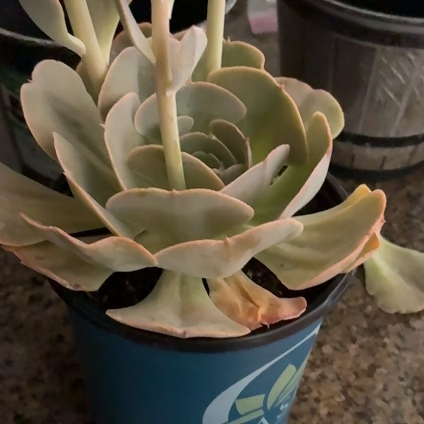 Photo of the plant species Succulent by @YesSafflower26 named Jessica on Greg, the plant care app