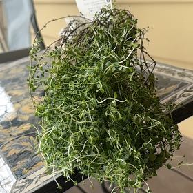 Photo of the plant species Lemon Thyme by @LastingWasabi13 named Greg on Greg, the plant care app