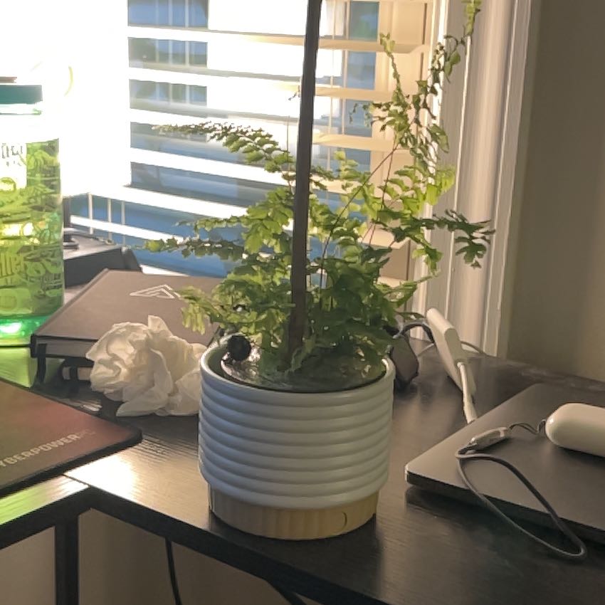 Photo of the plant species Northern Maidenhair Fern by @BigWhitefir7 named Sproutacus on Greg, the plant care app