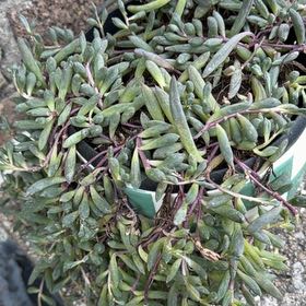Photo of the plant species Marsh Jaumea by @HoorayBonsai40 named Oscar on Greg, the plant care app