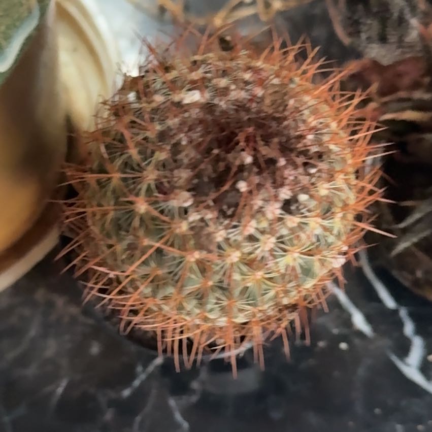 Photo of the plant species Rainbow Pincushion by @SuitableAlula29 named Willow on Greg, the plant care app
