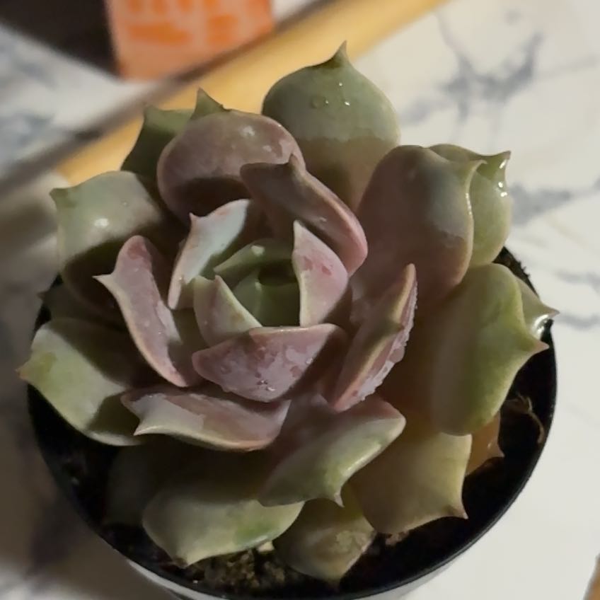 Photo of the plant species Echeveria 'Pink Diamond' by @AceMexico87 named Mollie on Greg, the plant care app