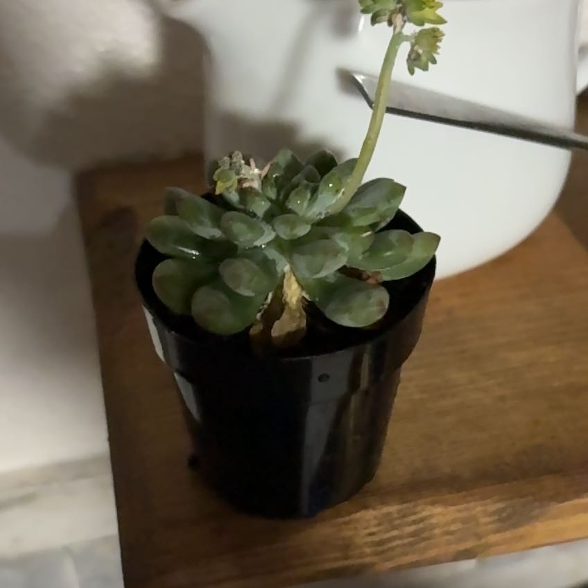 Photo of the plant species Echeveria 'Ruby Kissed' by @AceMexico87 named Mochi on Greg, the plant care app