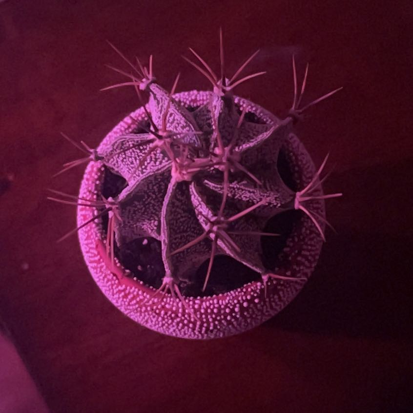 Photo of the plant species Ferocactus histrix by @LightBeebalm54 named Sproutacus on Greg, the plant care app