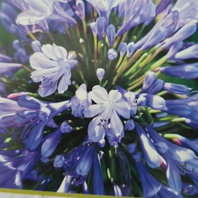 Photo of the plant species Blue Lily by @Orangeplant15 named Khaleesi on Greg, the plant care app