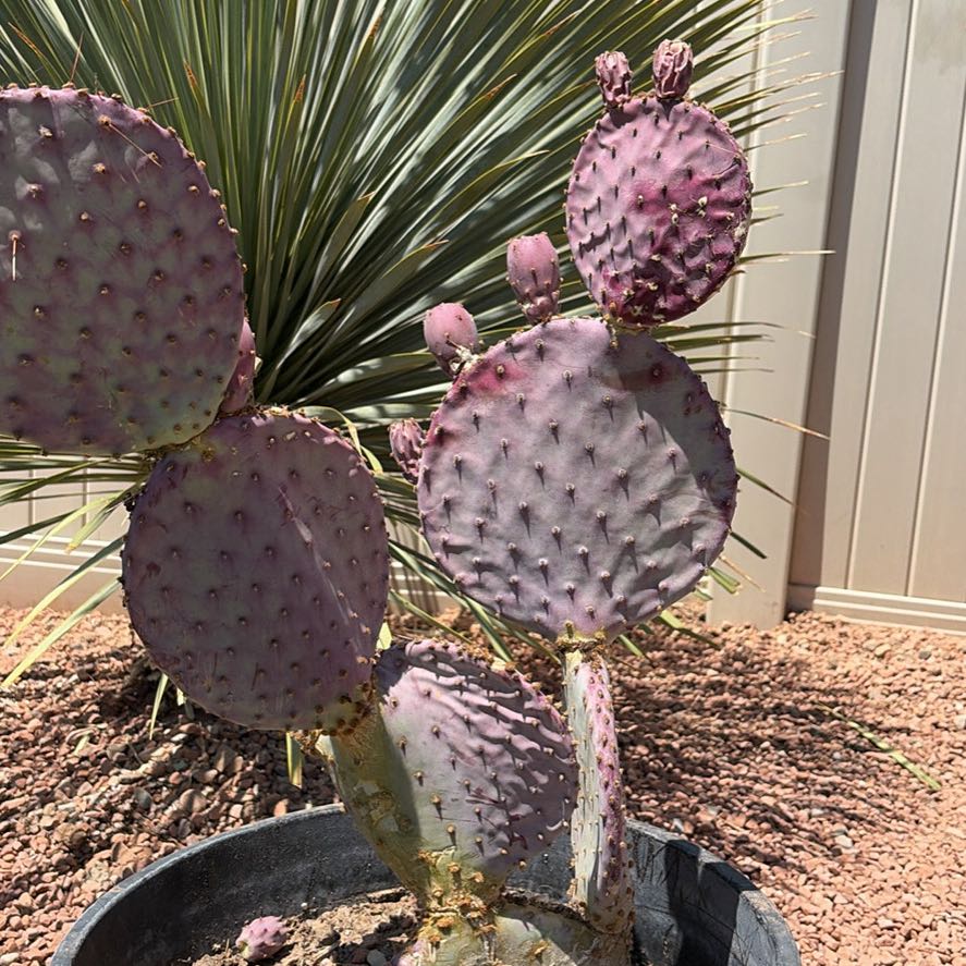 Photo of the plant species Santa Rita Prickly Pear by @SilveryGrass70 named Kardashian on Greg, the plant care app
