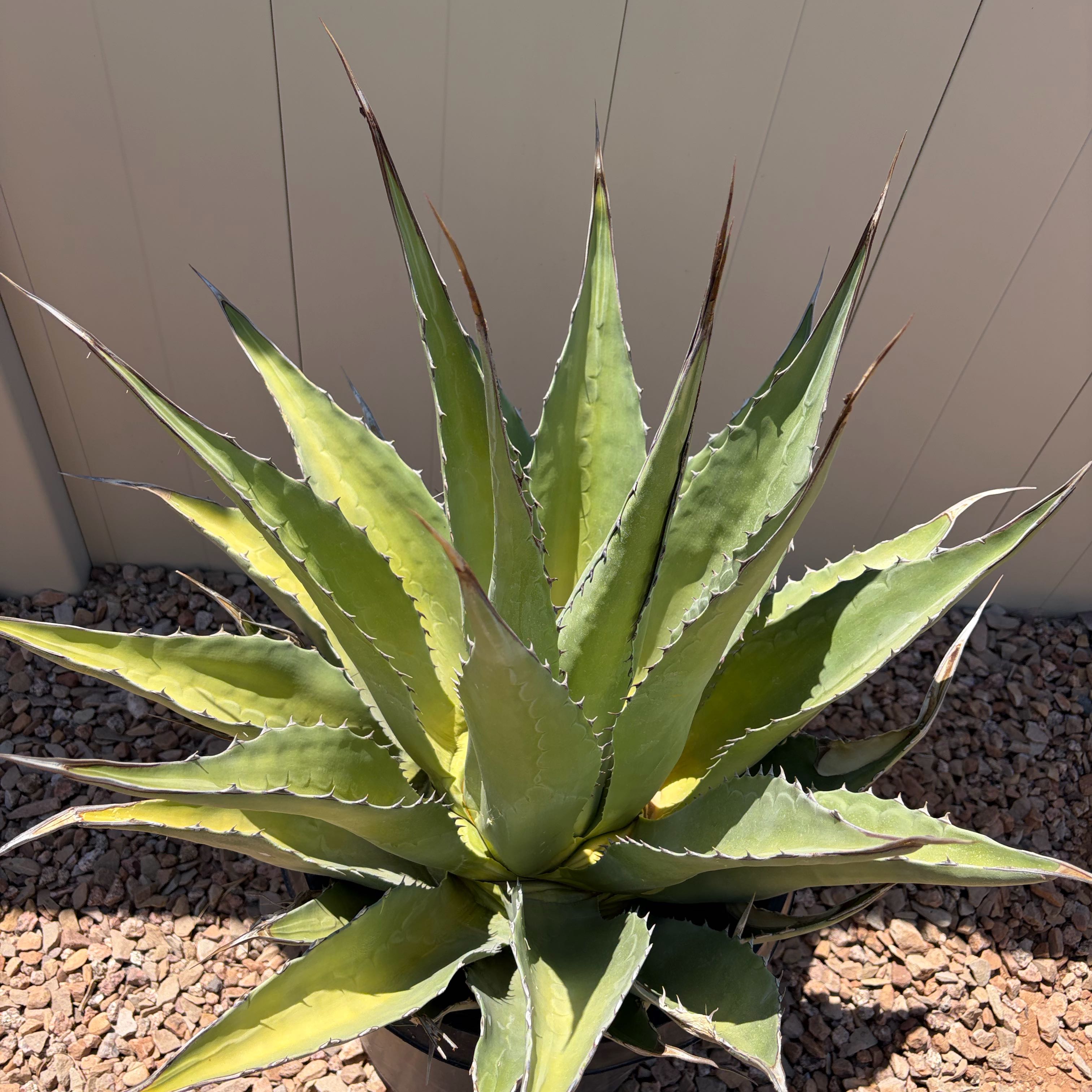 Photo of the plant species Mountain Agave by @SilveryGrass70 named Nemo on Greg, the plant care app